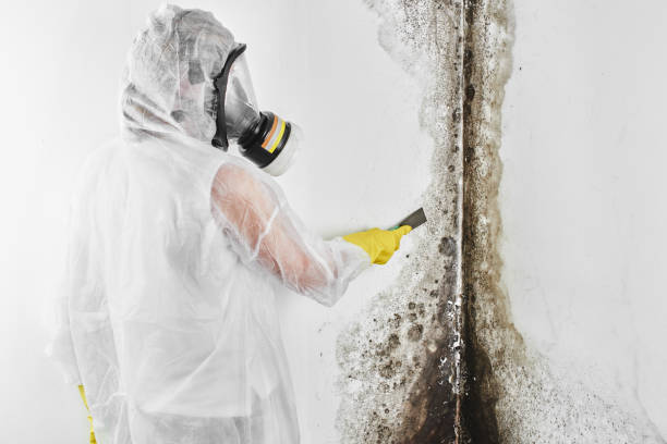 Best Industrial Mold Remediation in Le Center, MN