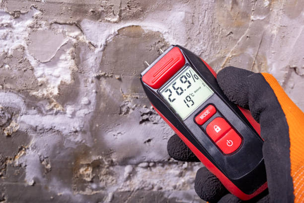 Best Black Mold Remediation in Le Center, MN