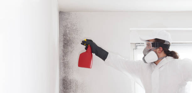 Trusted Le Center, MN Mold Remediation Experts