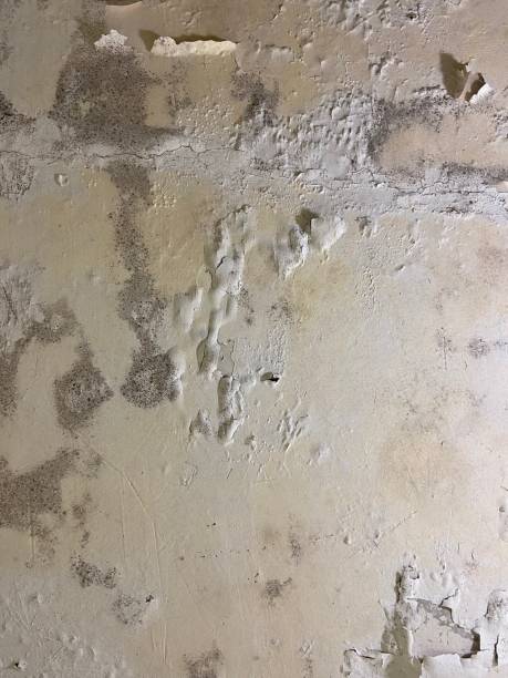 Best Attic Mold Remediation in Le Center, MN