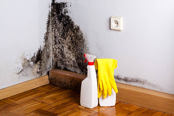 Best Post-Flood Mold Remediation in Le Center, MN