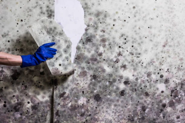 Best DIY Mold Remediation Support Services in Le Center, MN